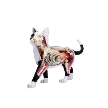 Анатомия на животински органи Модел 4D Cat Intelligence Сглобяване на играчки Преподаване на анатомия Модел DIY Научно-популярни уреди